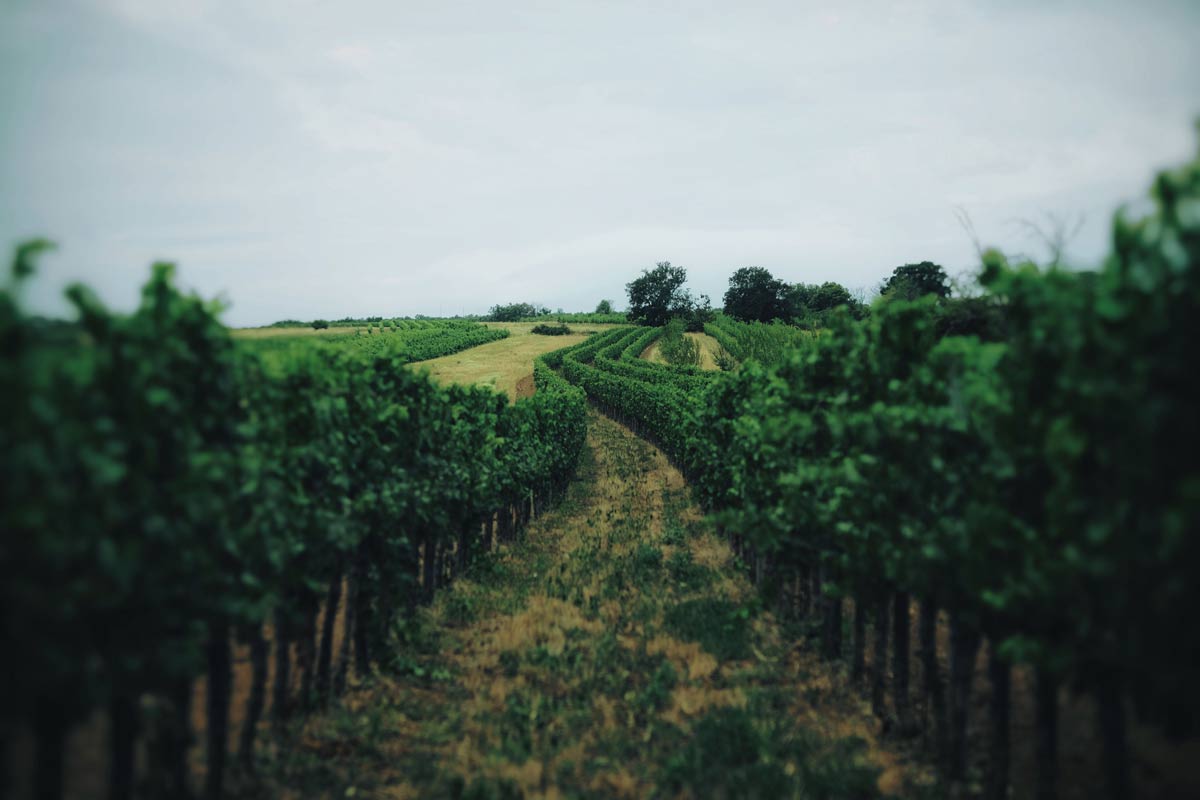 Vineyard